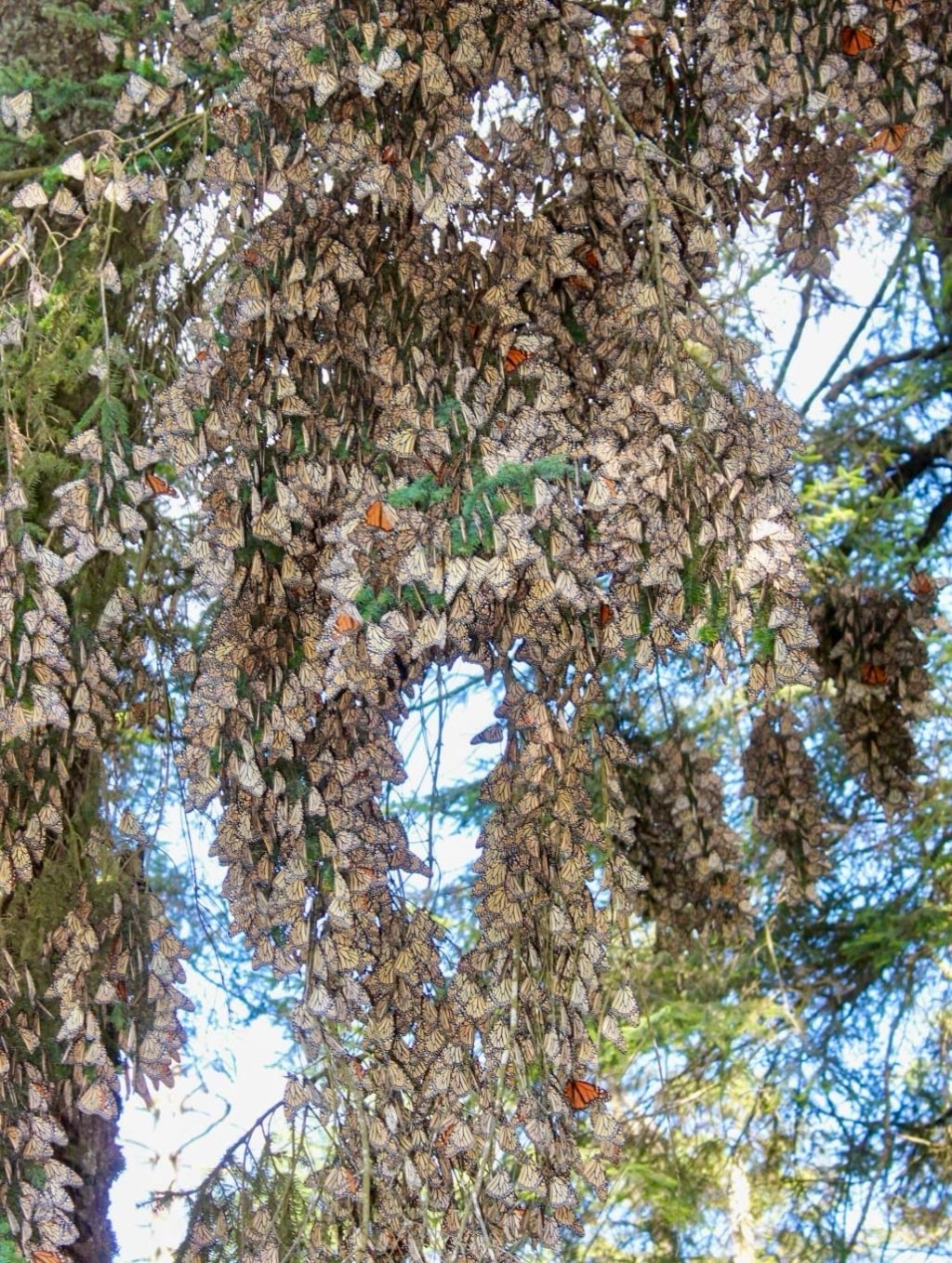 Llegaron las mariposas monarcas a&nbsp;Michoacán